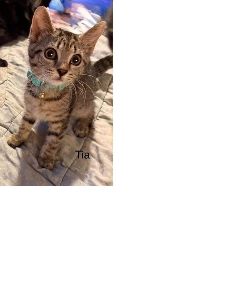 adoptable Cat in Safety Harbor, FL named TANGO