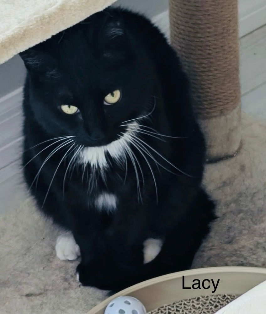 adoptable Cat in Safety Harbor, FL named Lacy
