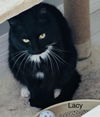 adoptable Cat in safety harbor, FL named Lacy
