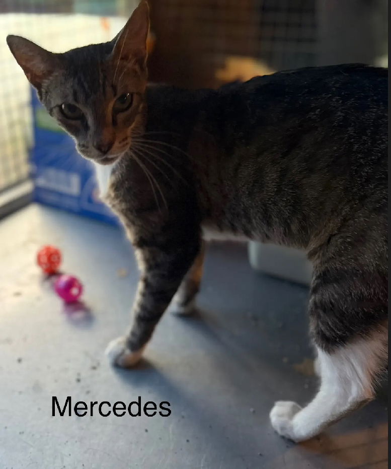 adoptable Cat in Safety Harbor, FL named Mercedes