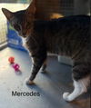 adoptable Cat in safety harbor, FL named Mercedes
