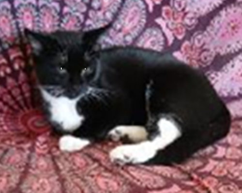 picture of the cat needing adoption