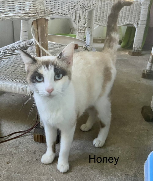 picture of the cat needing adoption