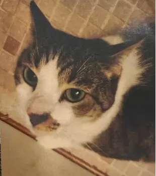 Lucy - Domestic Short Hair