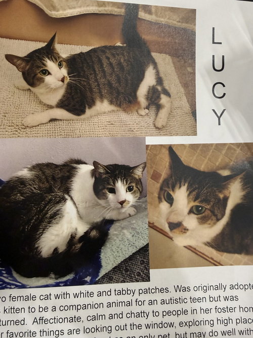 Photo 2 of Lucy