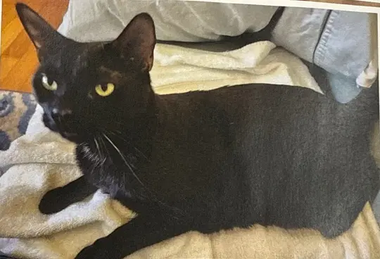 Cosmo - Domestic Short Hair