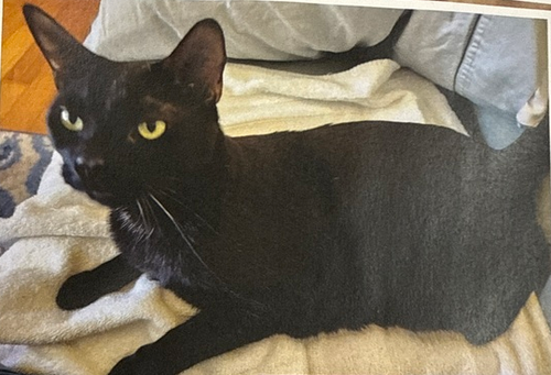 Cosmo, an adoptable Domestic Short Hair in Safety Harbor, FL