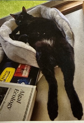 Photo 2 of Cosmo