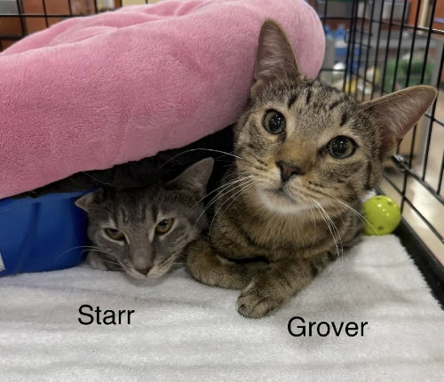 GROVER - Domestic Medium Hair for adoption in Clearwater