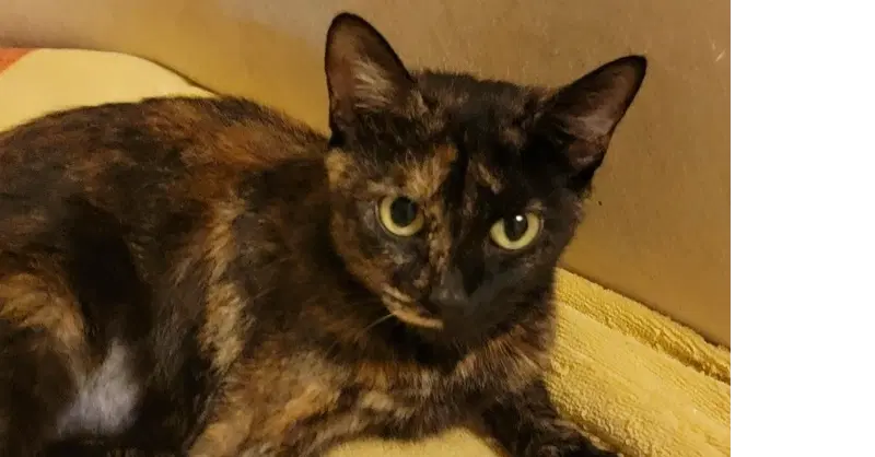 Millie - Domestic Short Hair