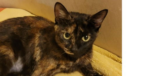 MILLIE - Domestic Short Hair for adoption in Clearwater