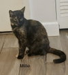 Millie - Photo 2