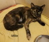 Millie - Photo 3