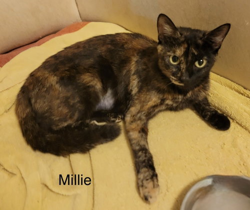 Photo 3 of Millie