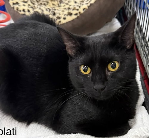 Lolati, an adoptable Domestic Short Hair in Safety Harbor, FL