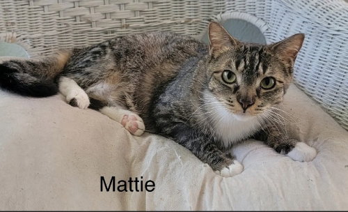 MATTIE - Domestic Short Hair for adoption in Clearwater