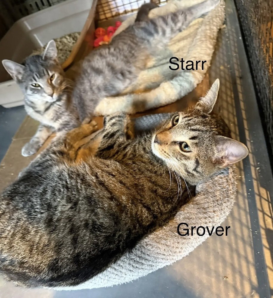 Starr Image