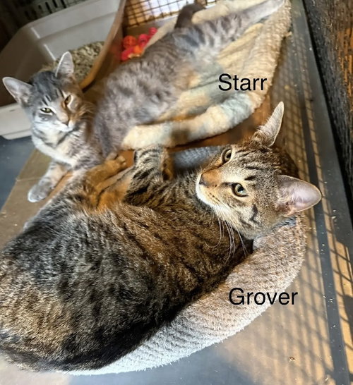 STARR - Domestic Medium Hair for adoption in Clearwater
