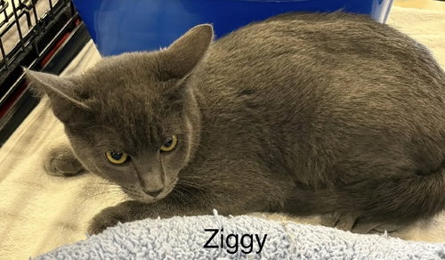Ziggy, an adoptable Domestic Short Hair in Safety Harbor, FL