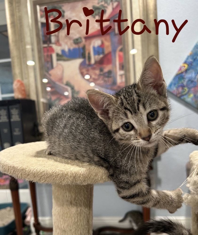 Brittany Image