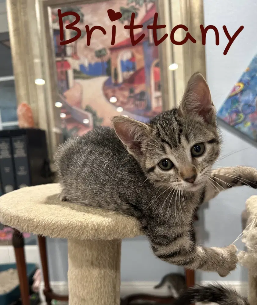 Brittany - Domestic Short Hair