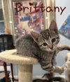 Brittany - Photo 1