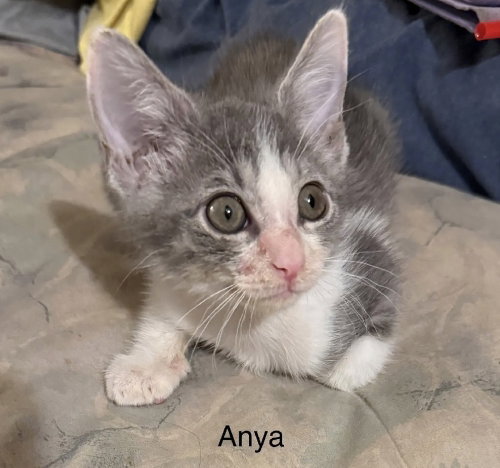 Anya, Baby Domestic Short Hair (short coat), cat for adoption in Largo, Florida