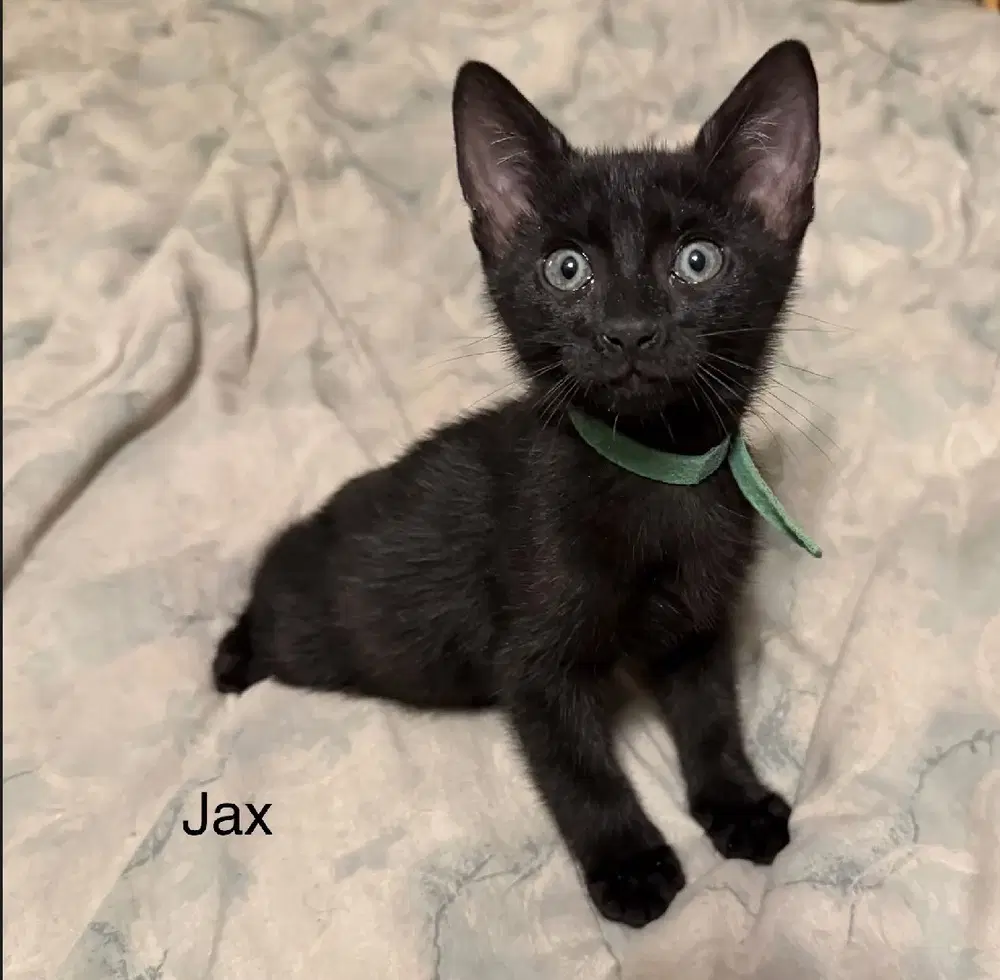 Jax - Domestic Short Hair