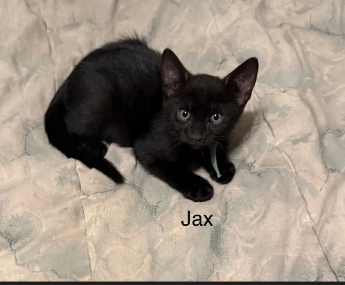 Photo 2 of Jax