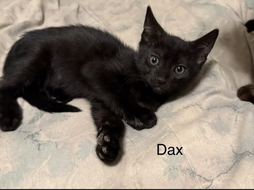 Dax, Young Domestic Short Hair (short coat), cat for adoption in Largo, Florida
