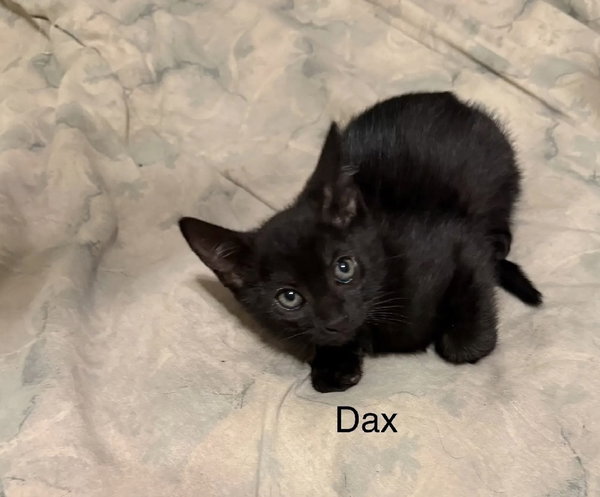 Dax