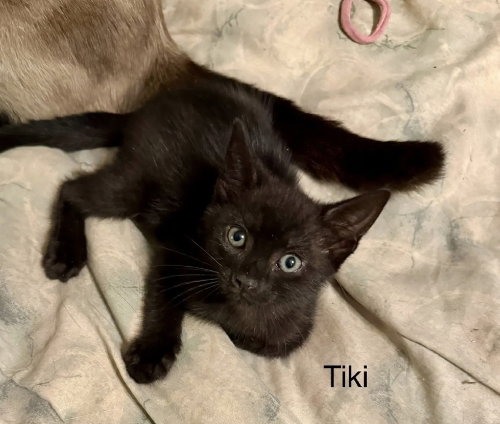 Tiki, Young Domestic Short Hair (short coat), cat for adoption in Largo, Florida