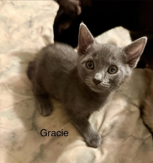 Gracie, Young Domestic Short Hair (short coat), cat for adoption in Largo, Florida