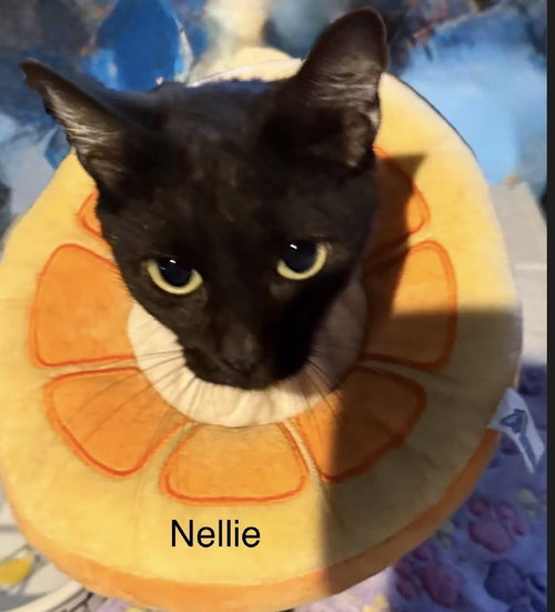 Nellie, Adult Domestic Short Hair (short coat), cat for adoption in Largo, Florida