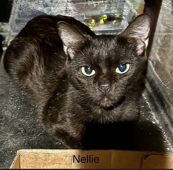 Nellie