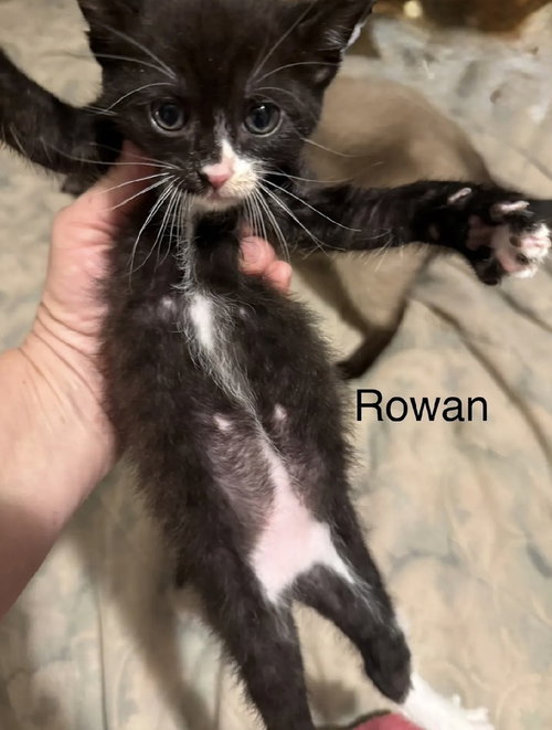Rowan, Baby Domestic Short Hair (short coat), cat for adoption in Largo, Florida