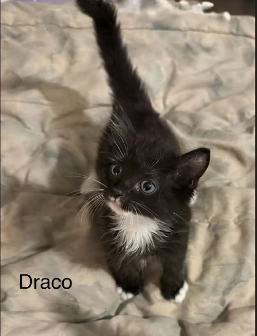 Draco, Baby Domestic Medium Hair (long coat), cat for adoption in Largo, Florida