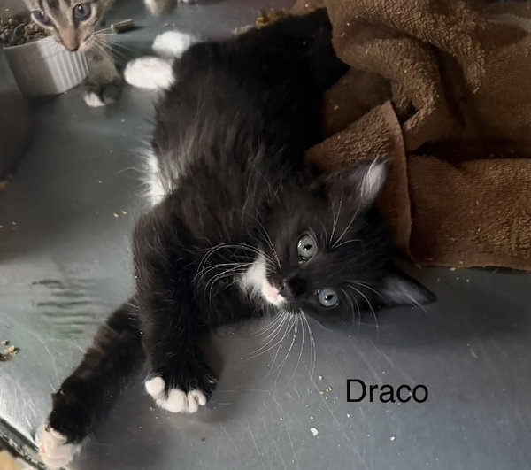 Draco