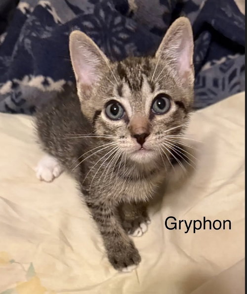 Gryphon, Baby Domestic Short Hair (short coat), cat for adoption in Largo, Florida
