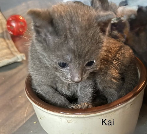 Kai, Baby Domestic Short Hair (short coat), cat for adoption in Largo, Florida