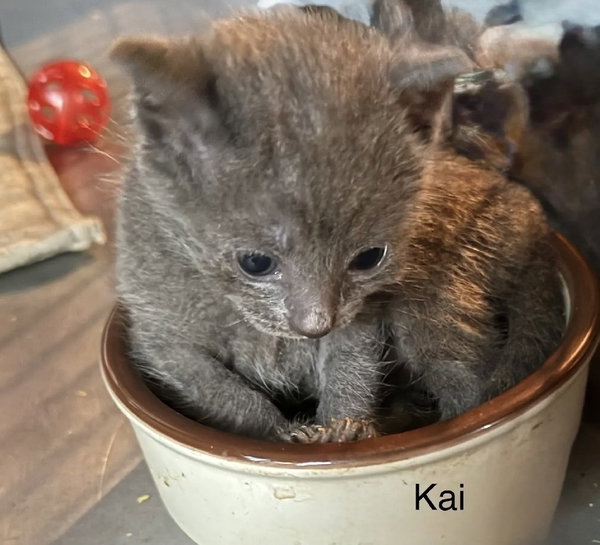 Kai