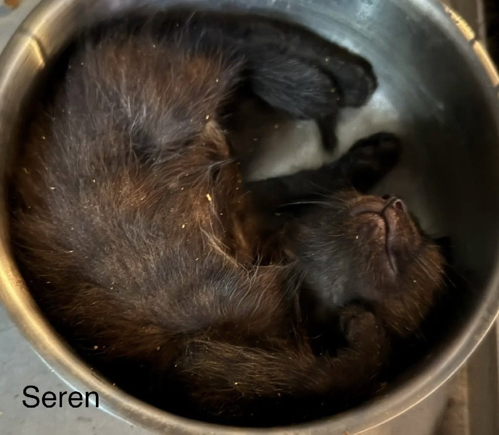 Seren