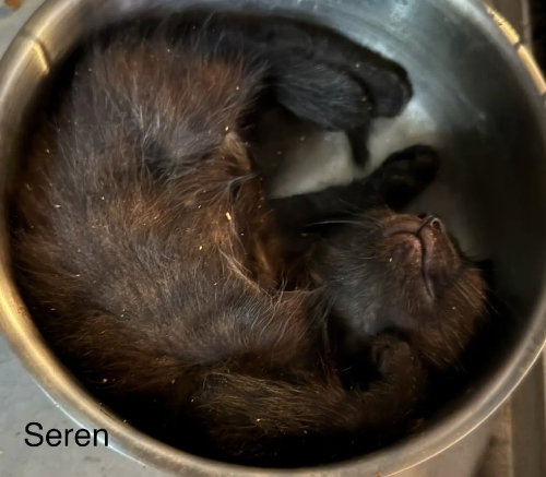 Seren, Baby Domestic Short Hair (short coat), cat for adoption in Largo, Florida