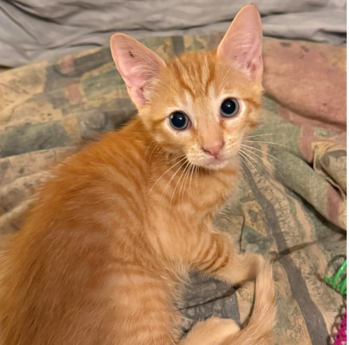 Redd, Baby Domestic Short Hair (short coat), cat for adoption in Largo, Florida