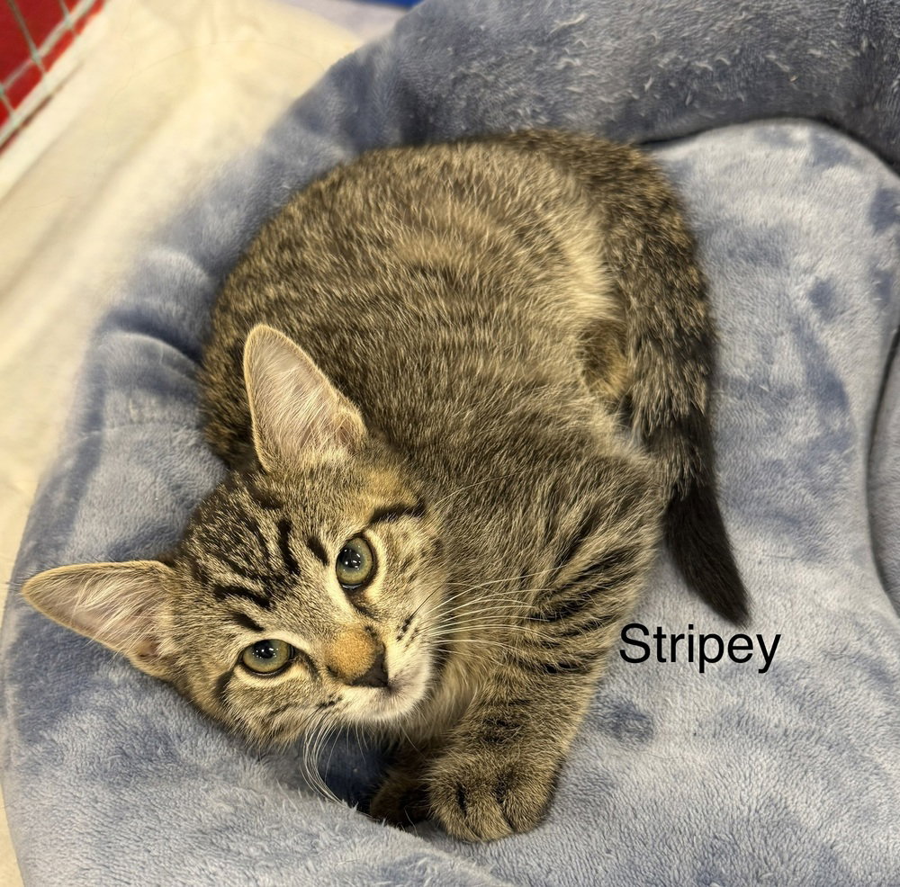 Stripey