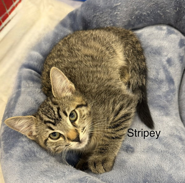 Stripey