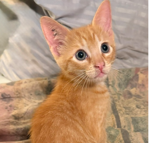 Rowdy, Baby Domestic Short Hair (short coat), cat for adoption in Largo, Florida