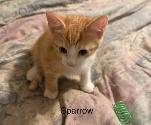 Sparrow, Baby Domestic Short Hair (short coat), cat for adoption in Largo, Florida