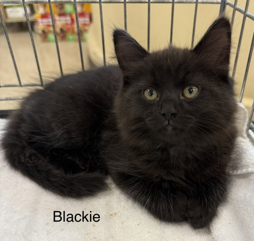 Blackie