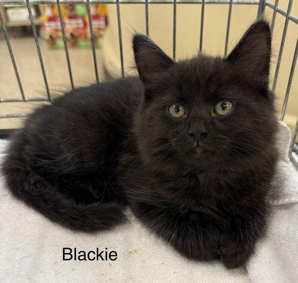 Blackie